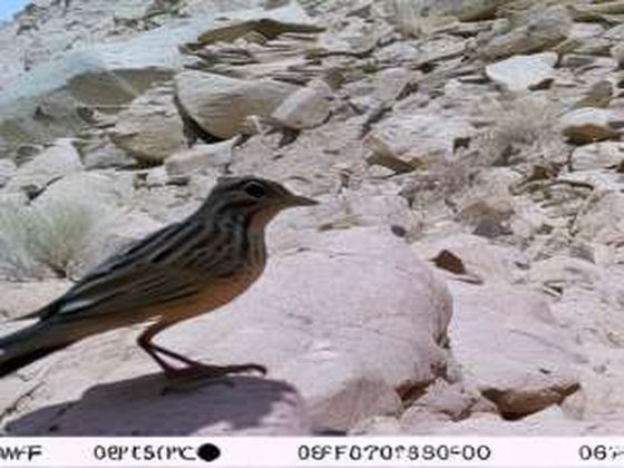 DreamBooth-generated close-up photo of a bird, differing in framing from the real captures