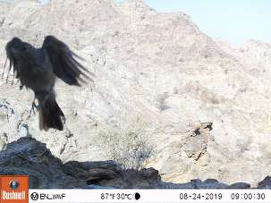 Real camera-trap photo of an Ammomanes deserti bird in flight