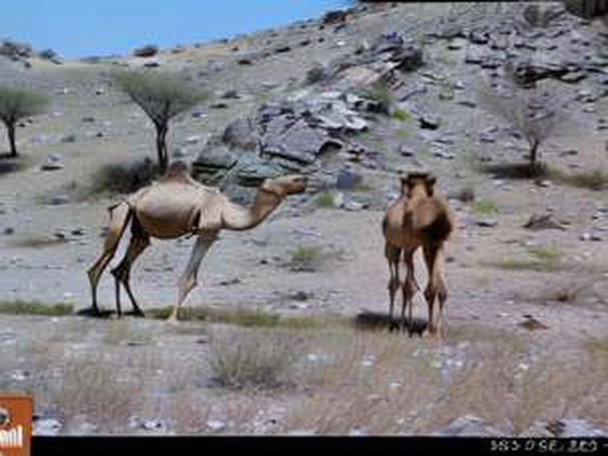 DreamBooth-generated synthetic photo of a camel in the same style