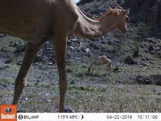 Real camera-trap photo of a camel in the Hajar Mountains
