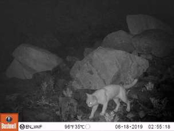 Real camera-trap photo of a cat at night, infrared